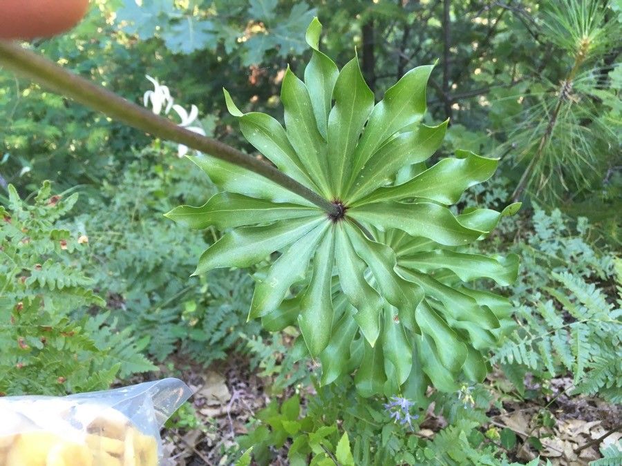 Lilium washingtonianum — search result for 'Lilium'