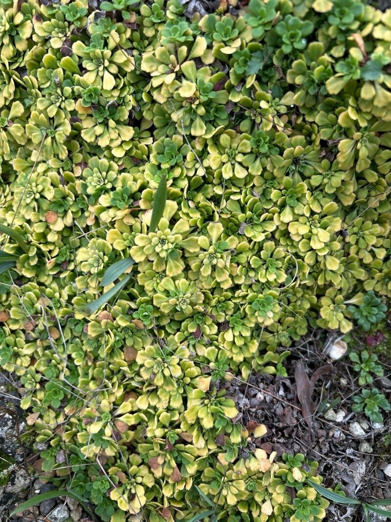 Saxifraga taygetea — search result for 'Saxifraga'