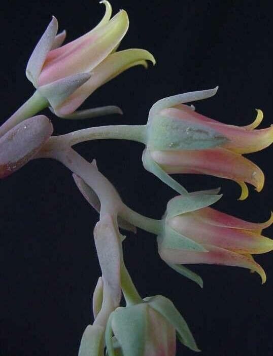 Echeveria tolucensis flower