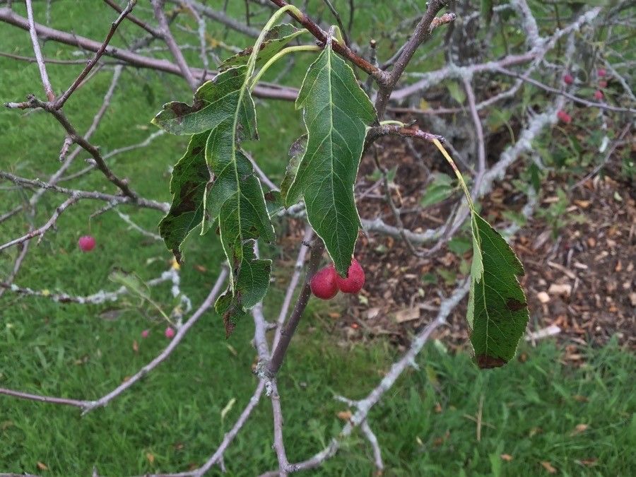 Malus toringoides fruit