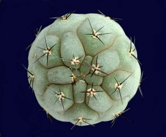 Weingartia neumanniana leaf