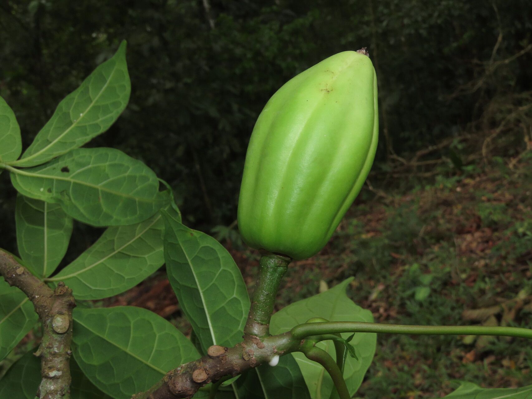 Jacaratia dolichaula fruit