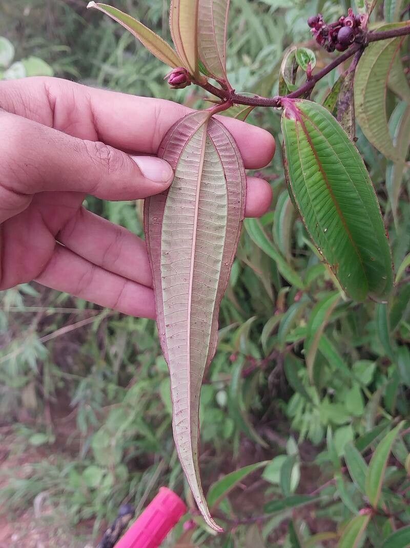 Miconia monteleagreana — houseplant care guide