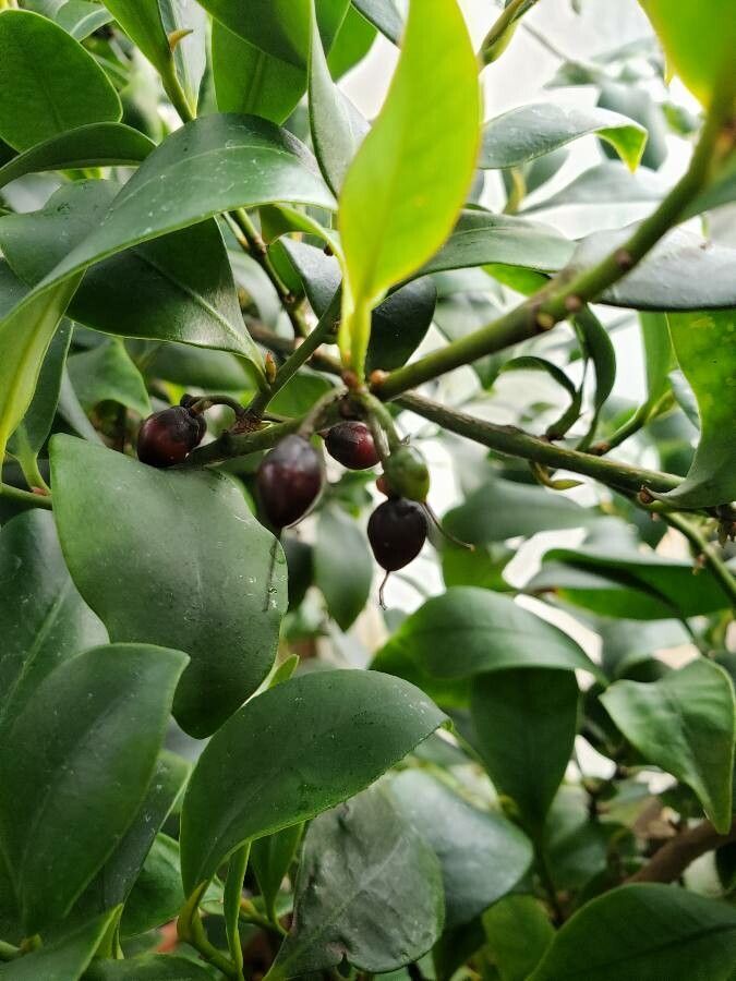 Cleyera japonica fruit