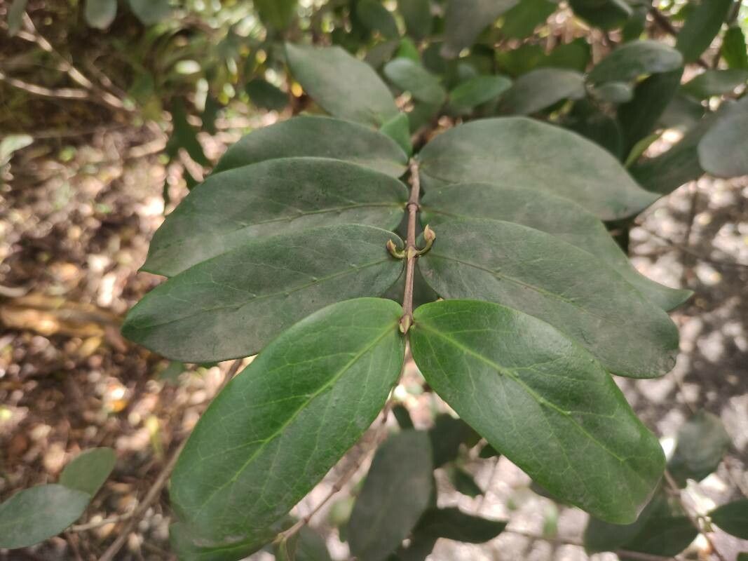 Pyrostria commersonii — houseplant care guide