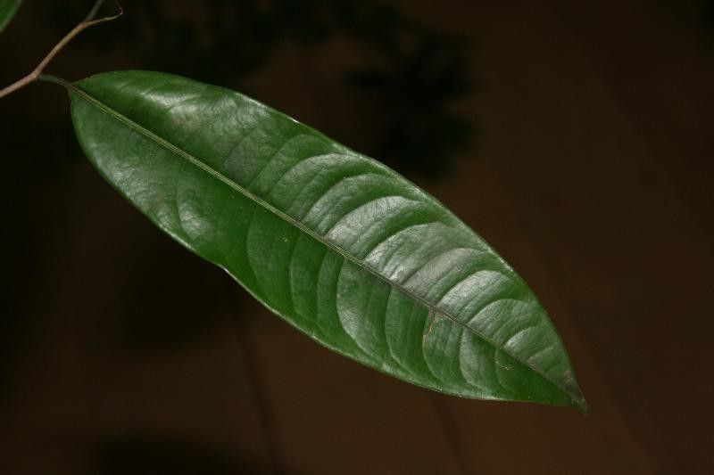Lecythis idatimon — houseplant care guide