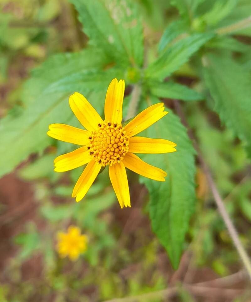 Wedelia subvelutina flower