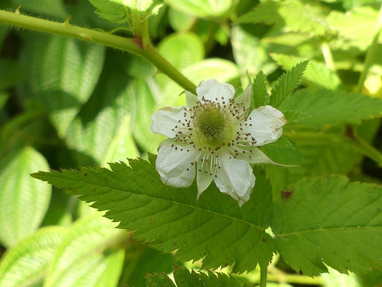 Rubus fraxinifolius flower