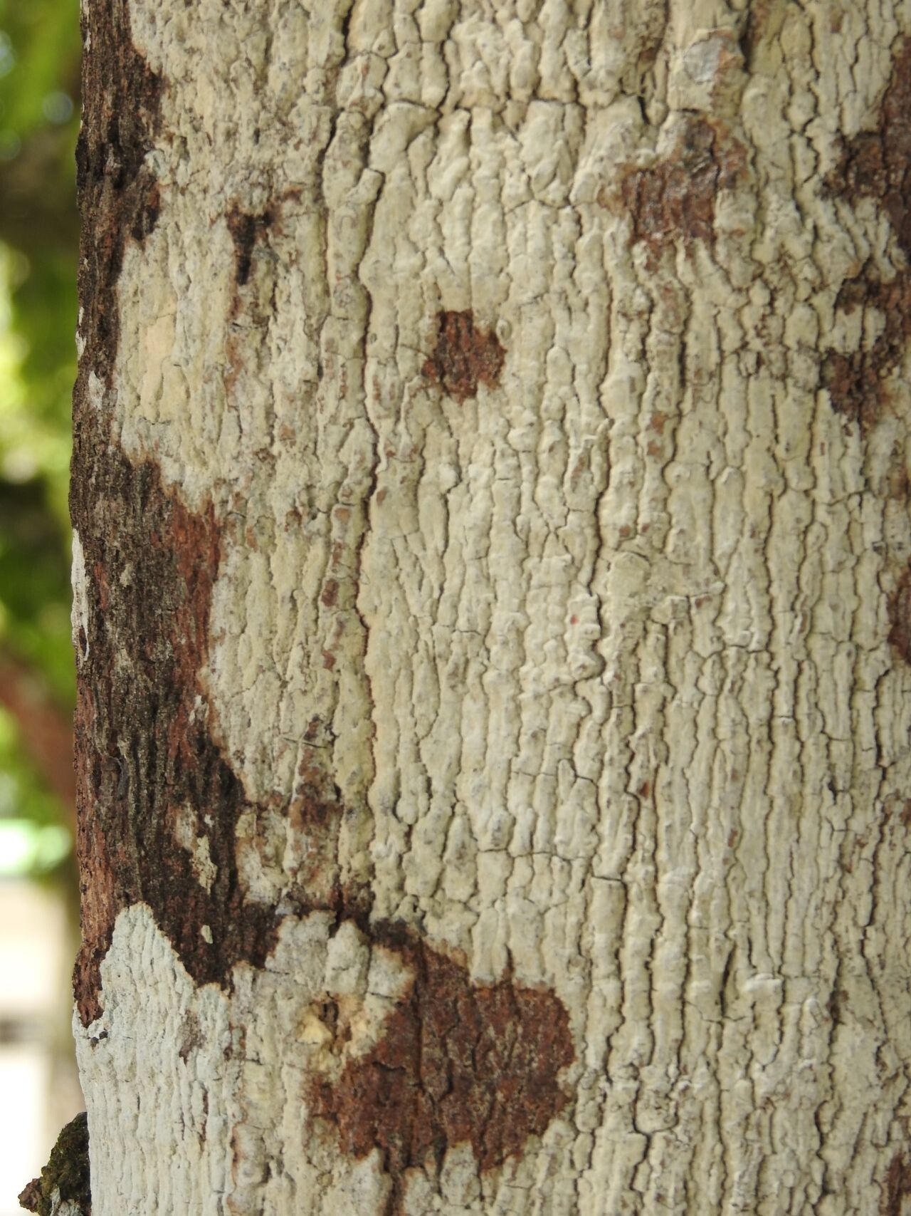 Xylopia discreta bark