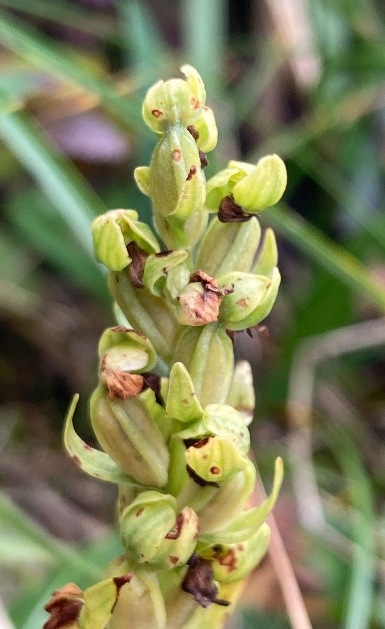 Pseudorchis albida fruit