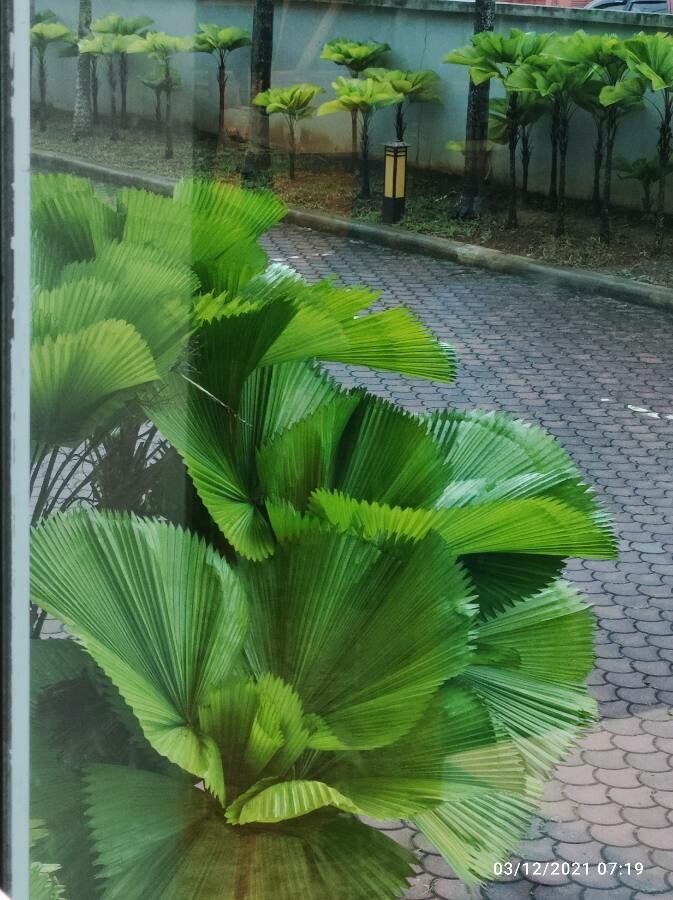 Licuala grandis leaf