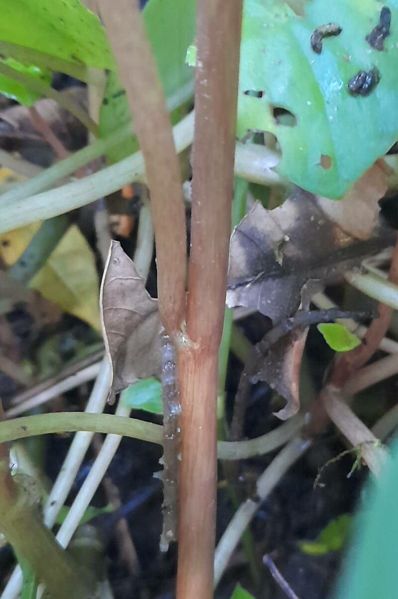 Peperomia arifolia bark