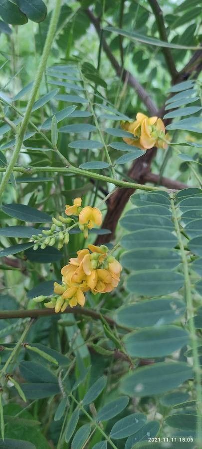 Sesbania drummondii flower