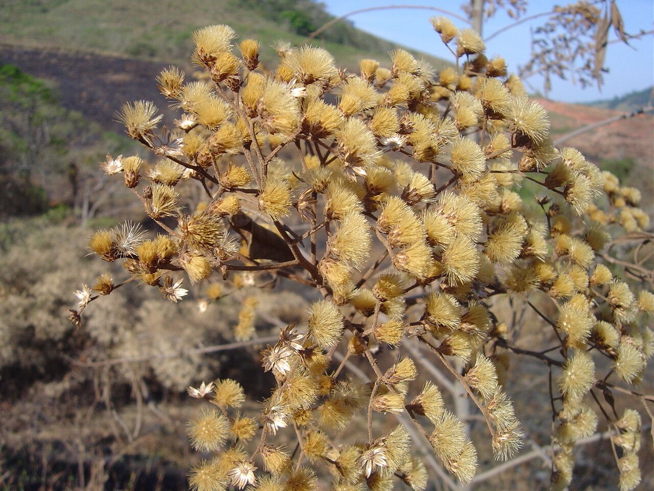 Vernonanthura ferruginea flower
