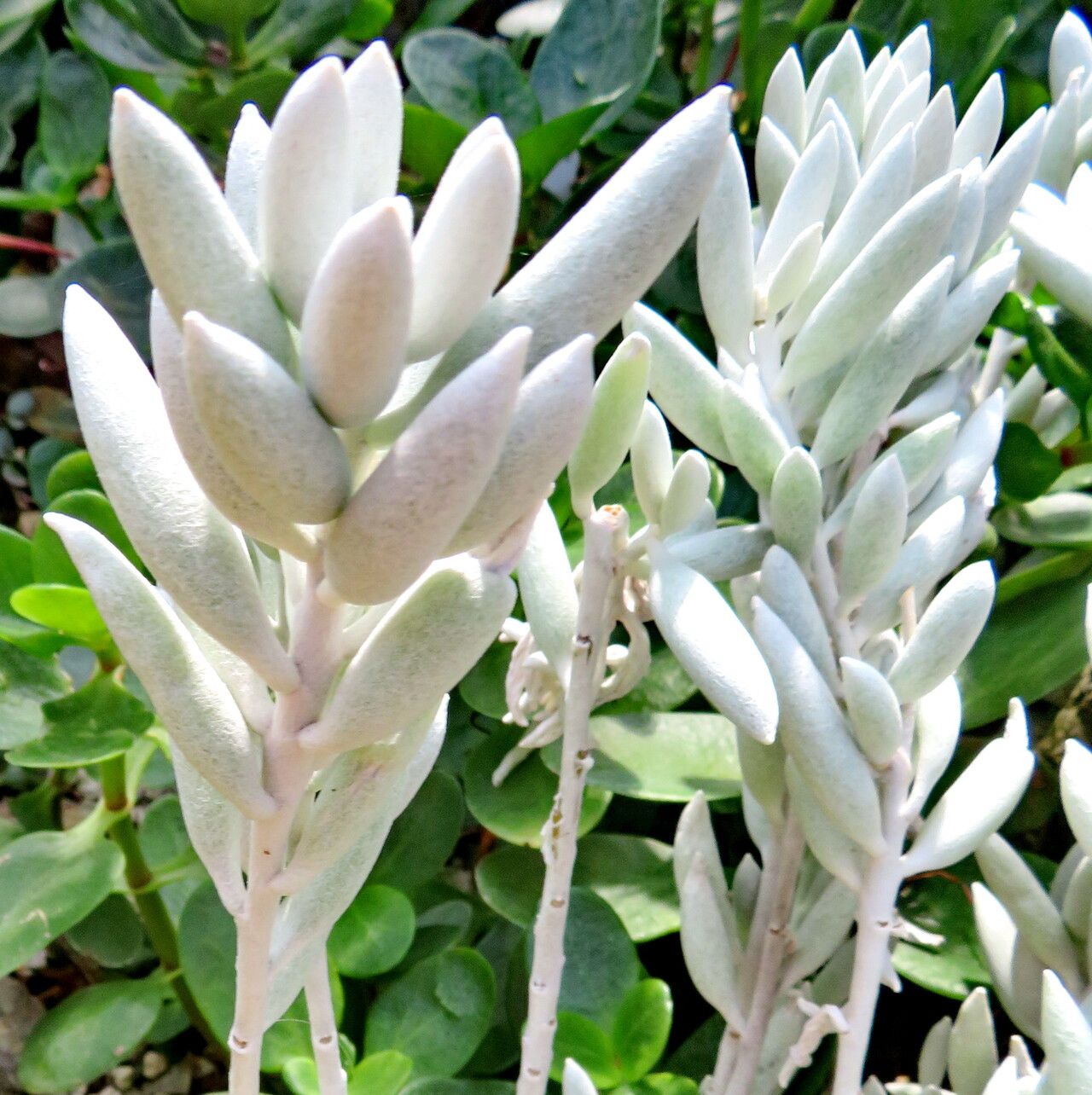 Caputia tomentosa leaf