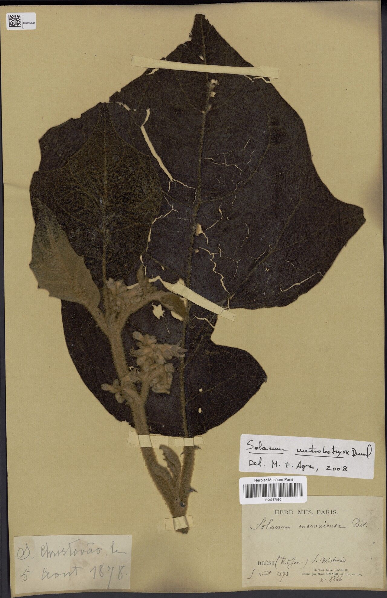 Solanum metrobotryon — houseplant care guide