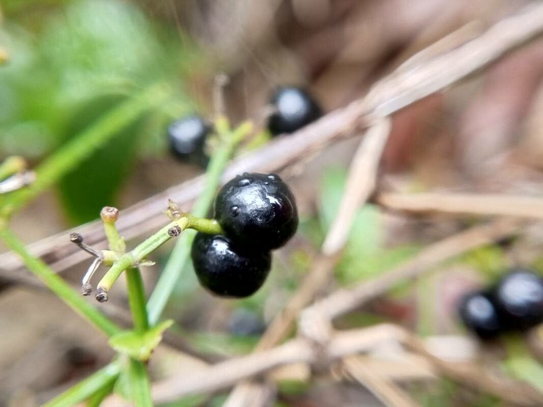 Rubia cordifolia fruit