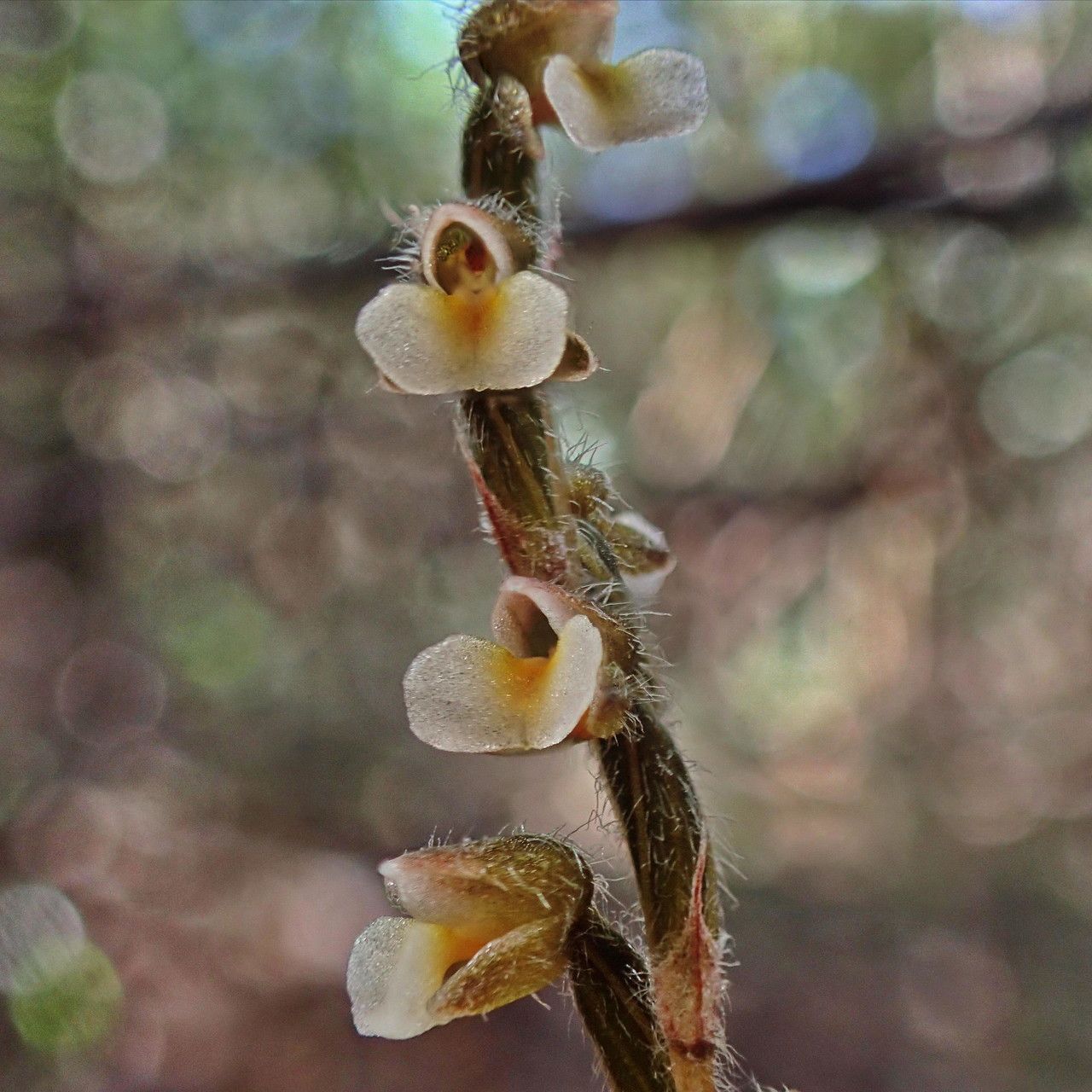Zeuxine vieillardii flower