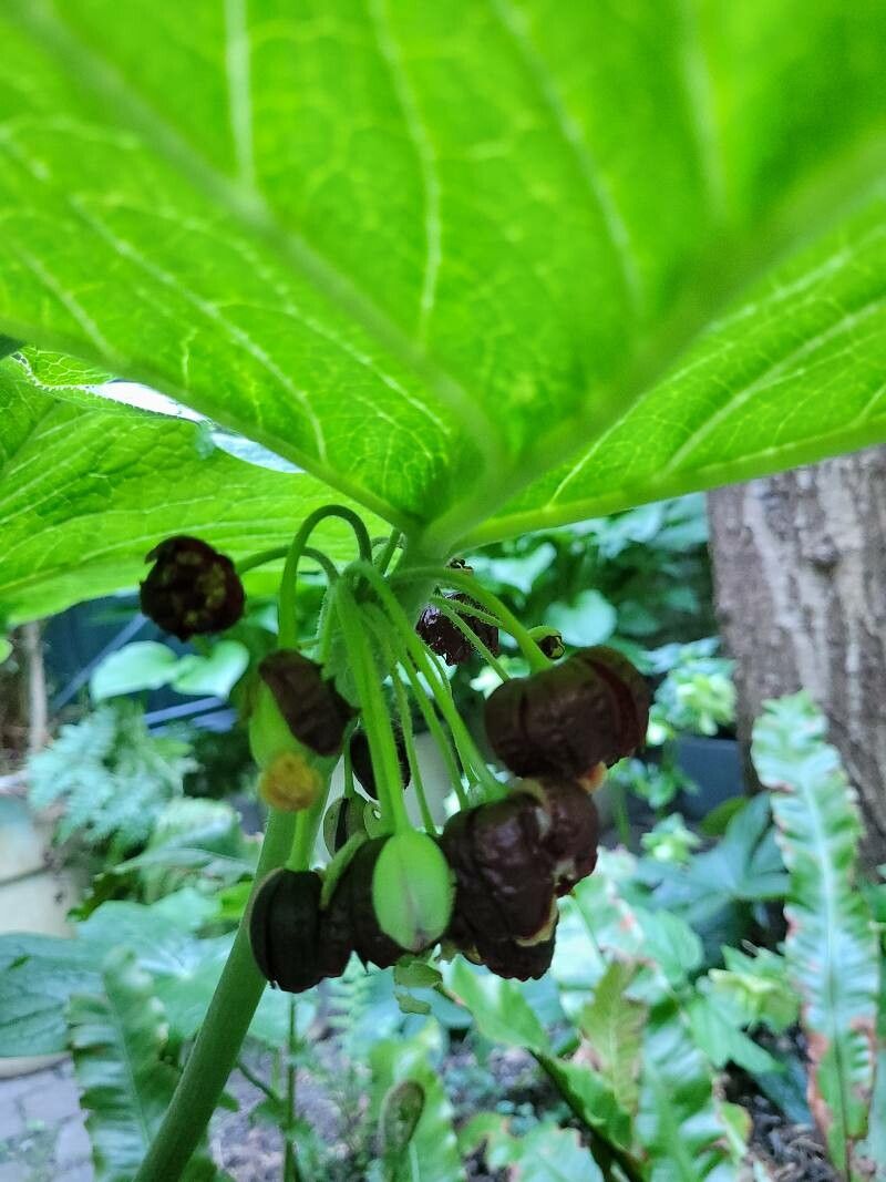 Dysosma versipellis flower