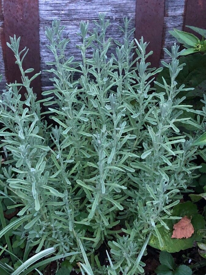 Lavandula spp. flower