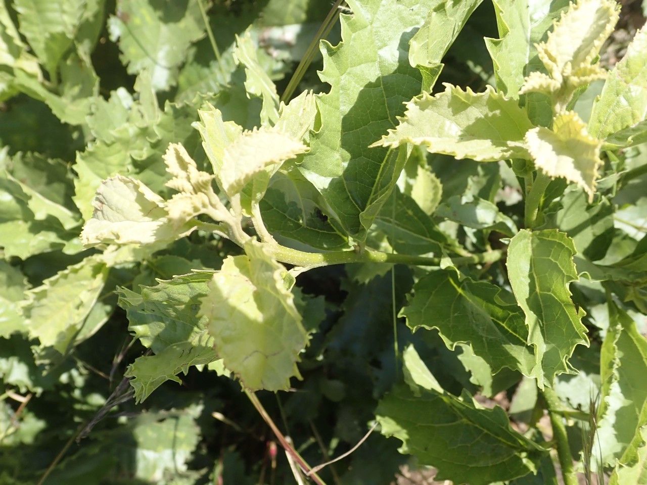 Cordia crenata other