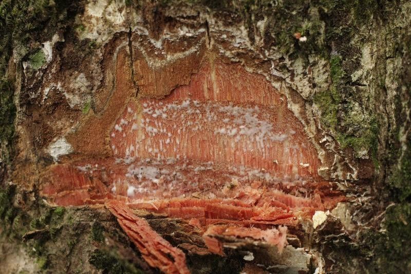 Manilkara bidentata other