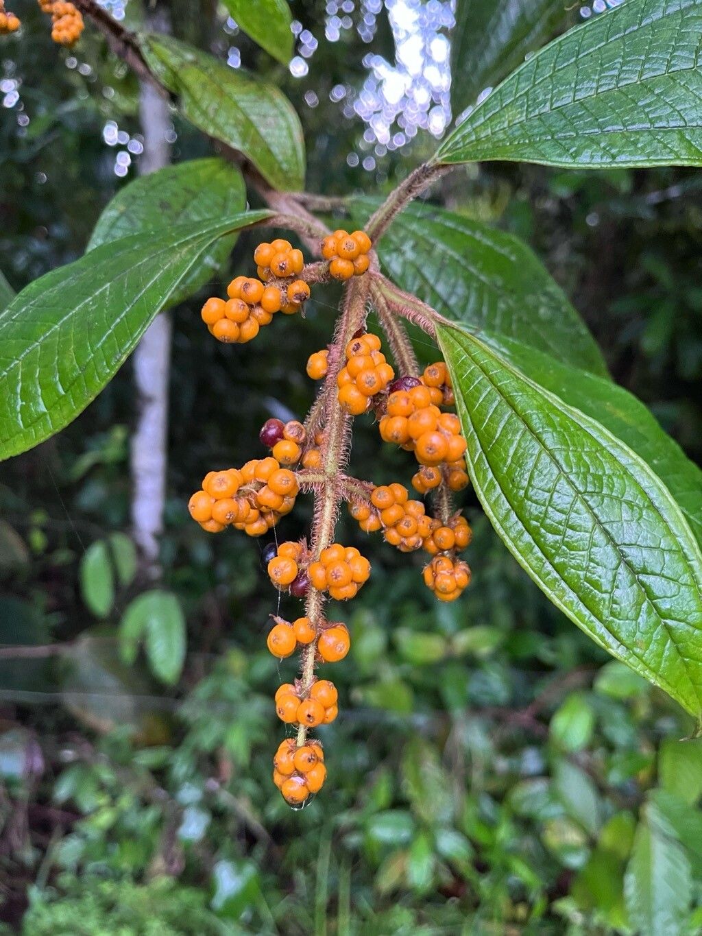 Miconia matthaei fruit