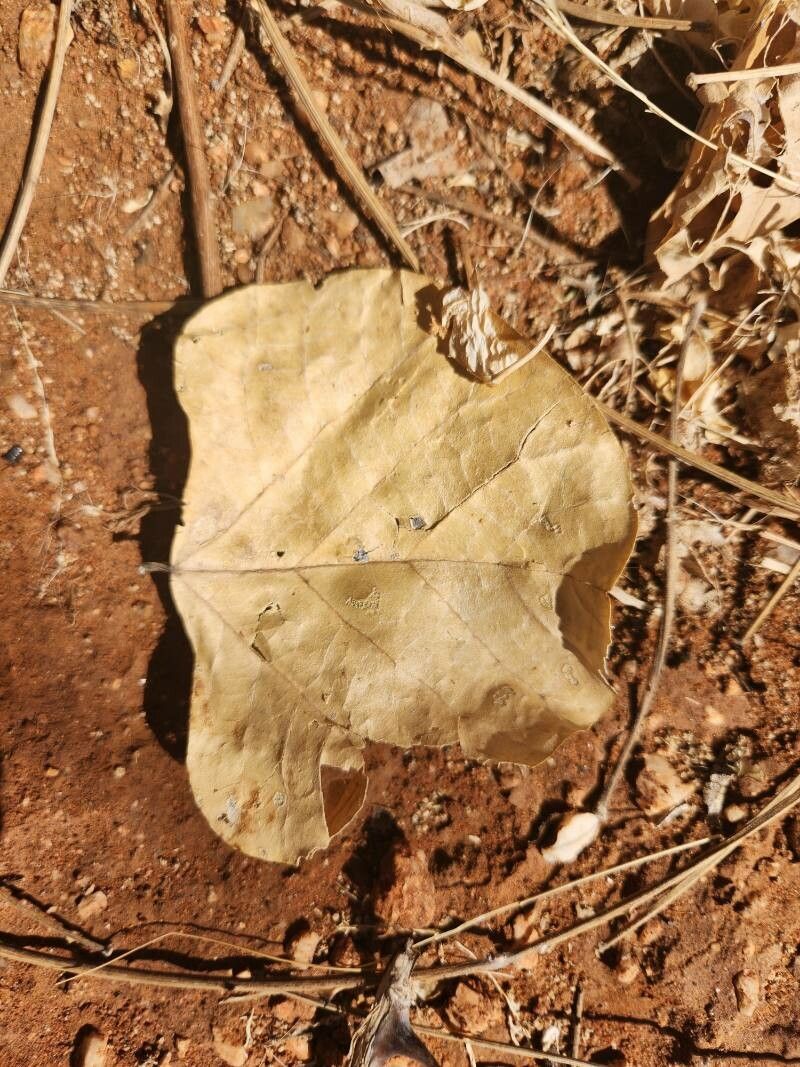 Erythrina melanacantha — houseplant care guide