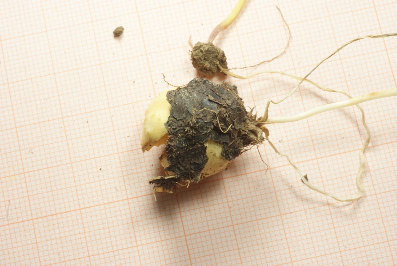 Bunium pachypodum fruit