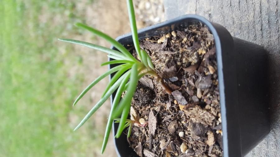 Phemeranthus calycinus leaf