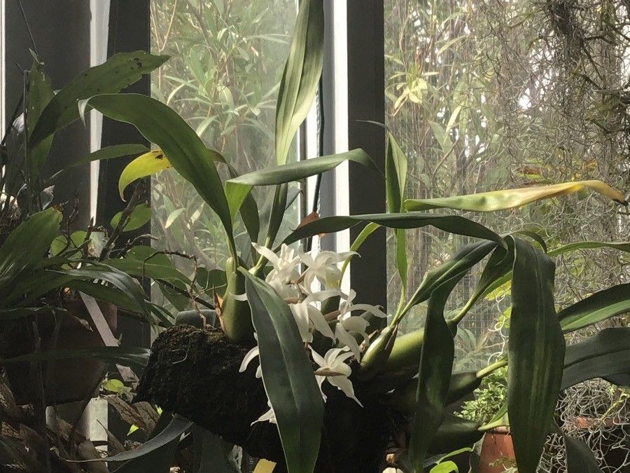 Coelogyne nervosa — houseplant care guide