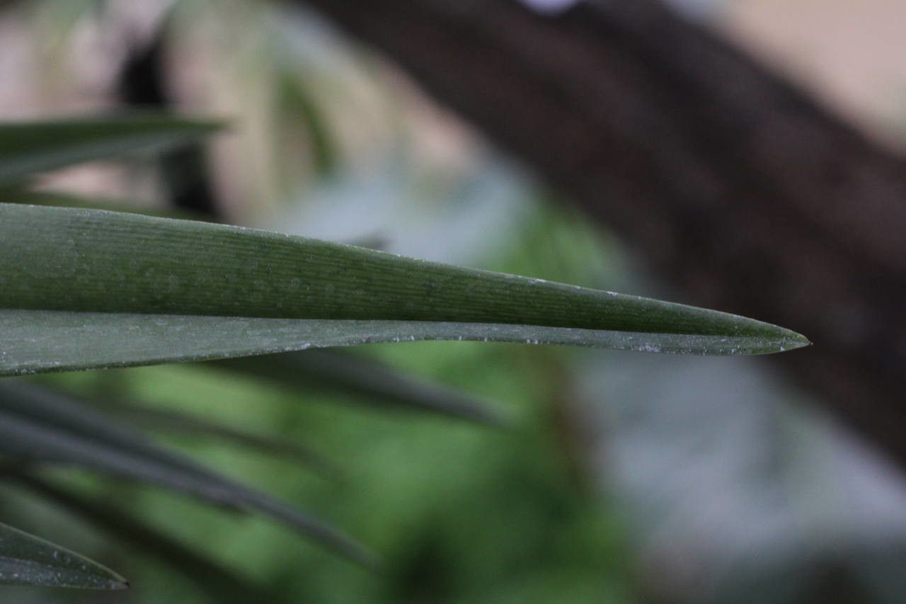 Octomeria grandiflora leaf