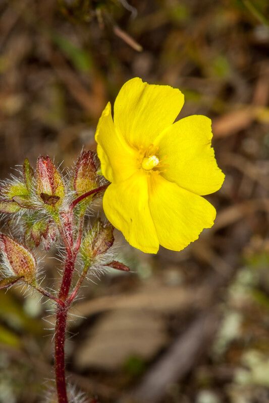 Tuberaria praecox flower
