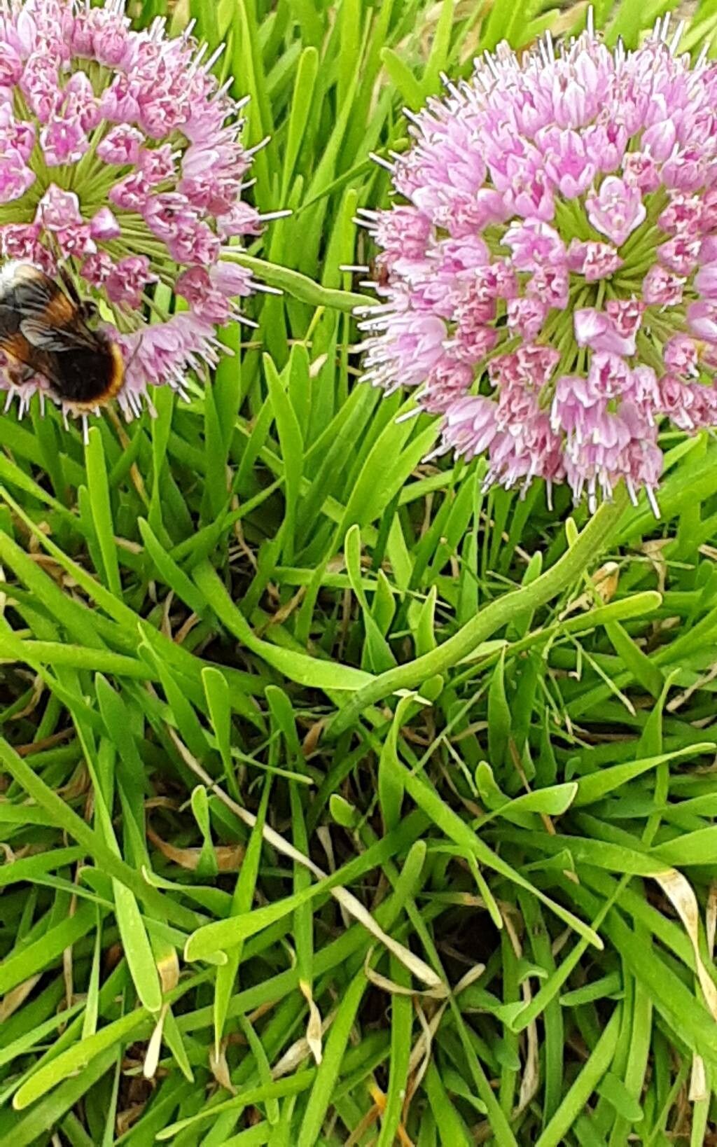 Allium spirale — houseplant care guide