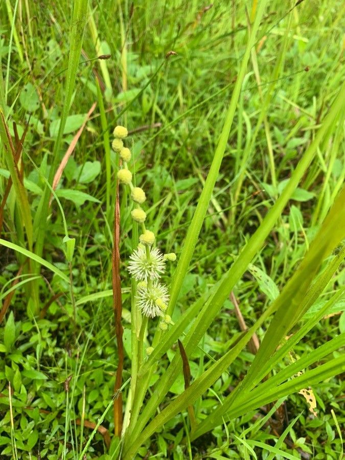 Sparganium americanum fruit