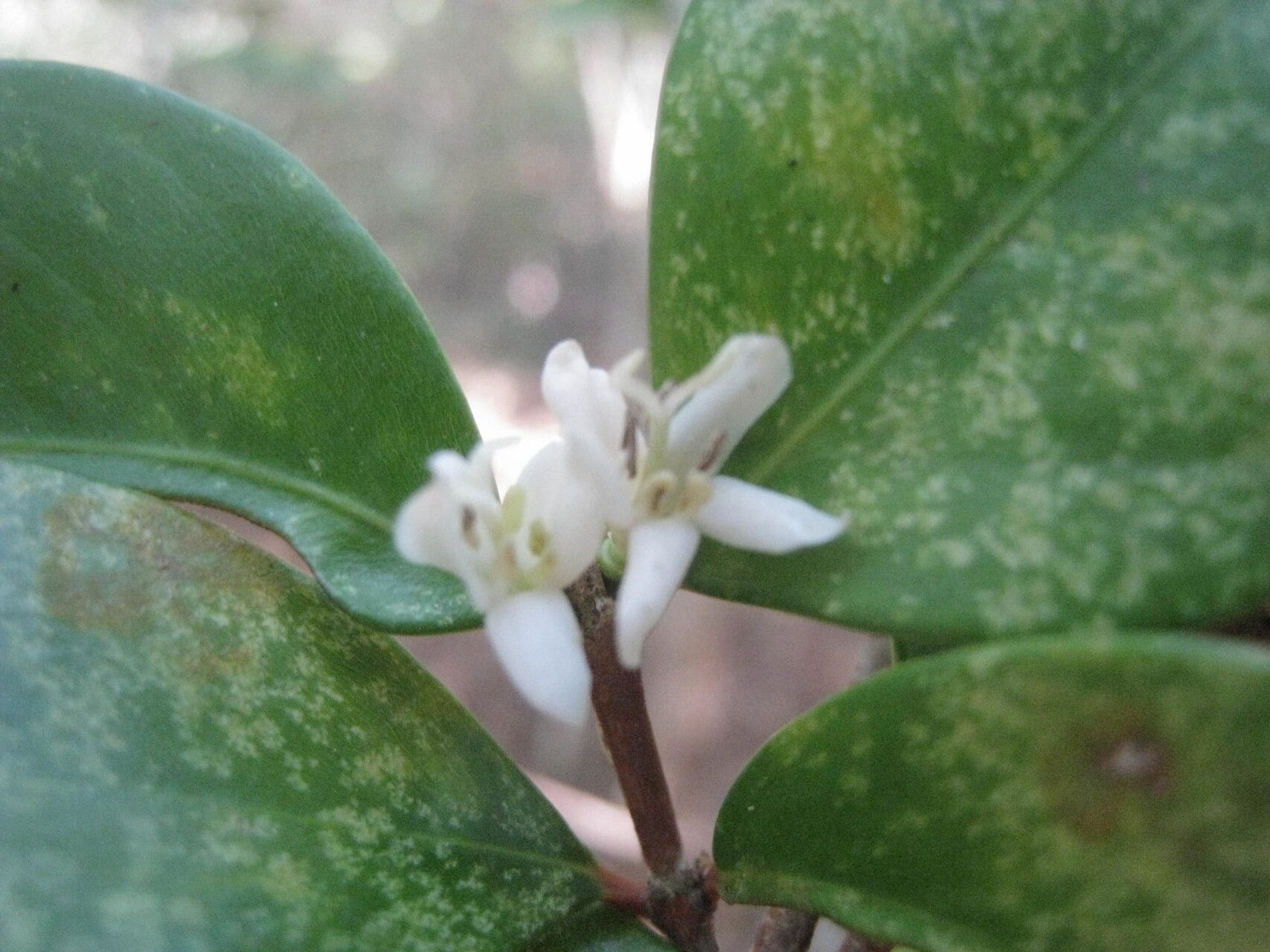 Coffea boiviniana — houseplant care guide