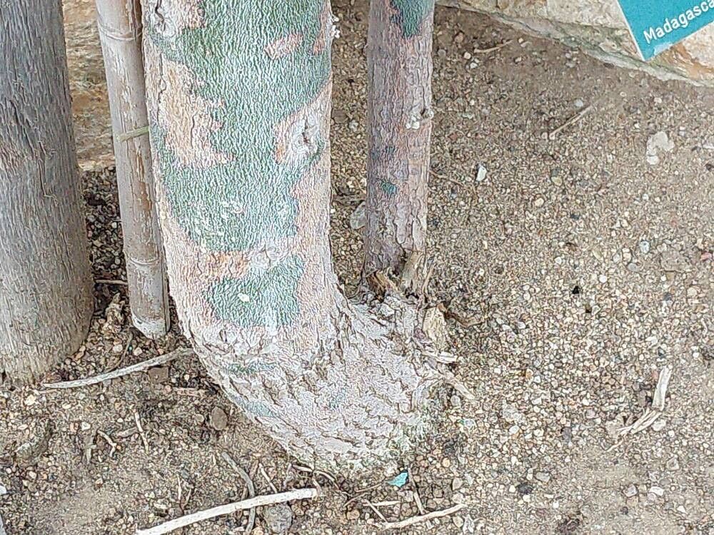 Euphorbia arahaka bark
