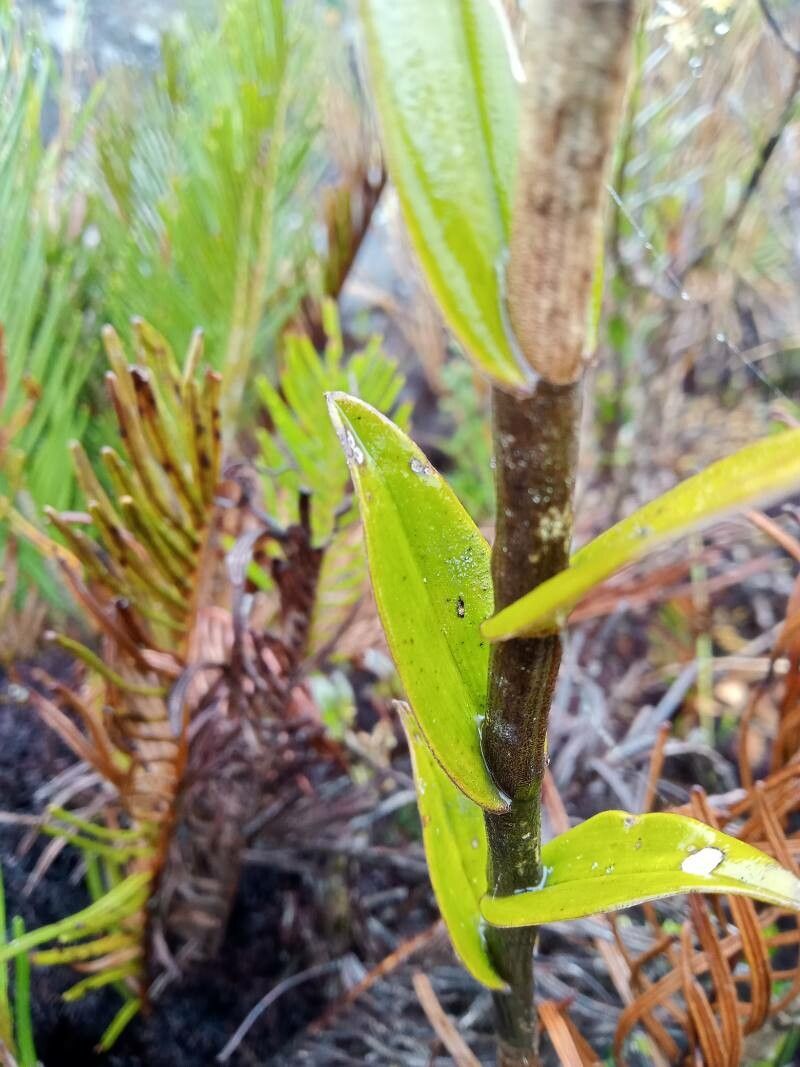 Epidendrum pittieri leaf