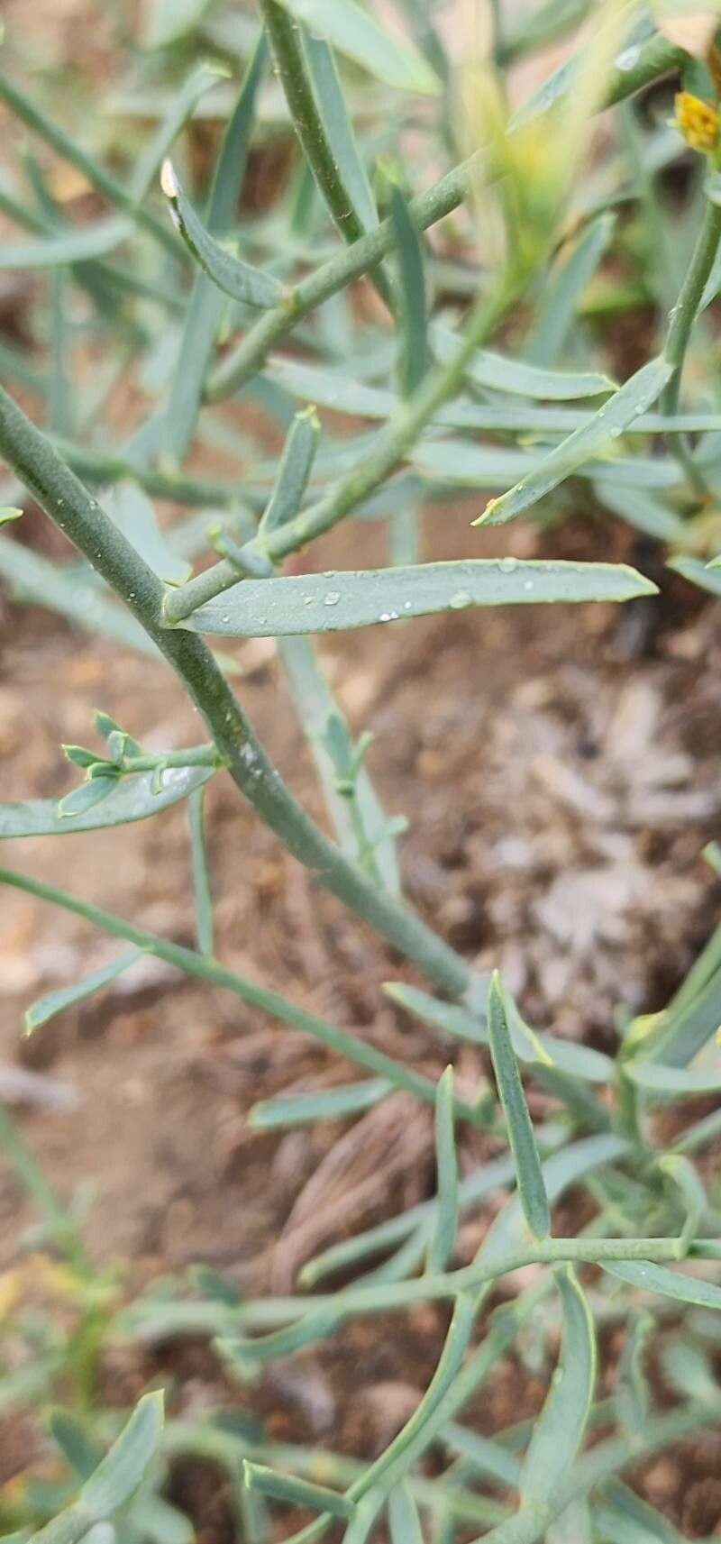 Euphorbia gedrosiaca leaf