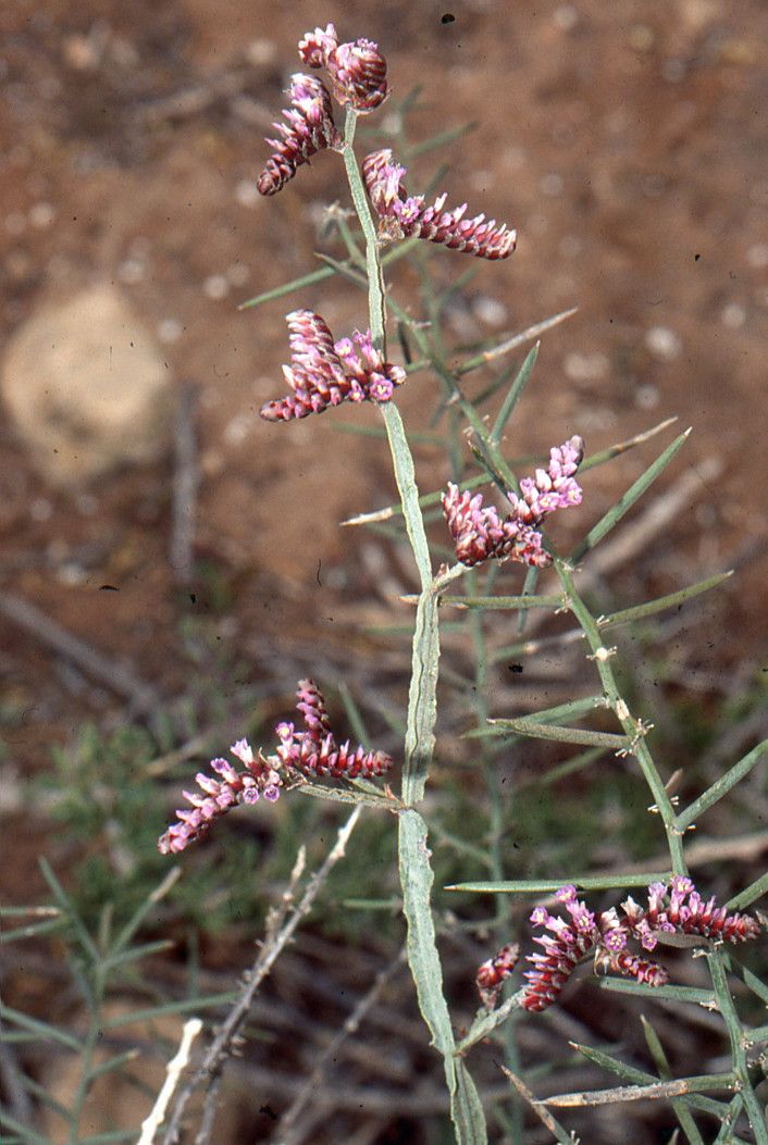 Limonium mucronatum other
