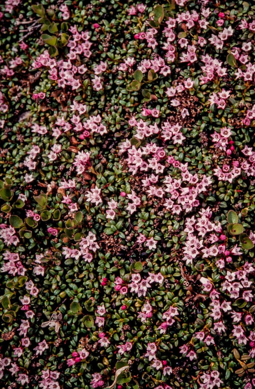 Loiseleuria procumbens flower