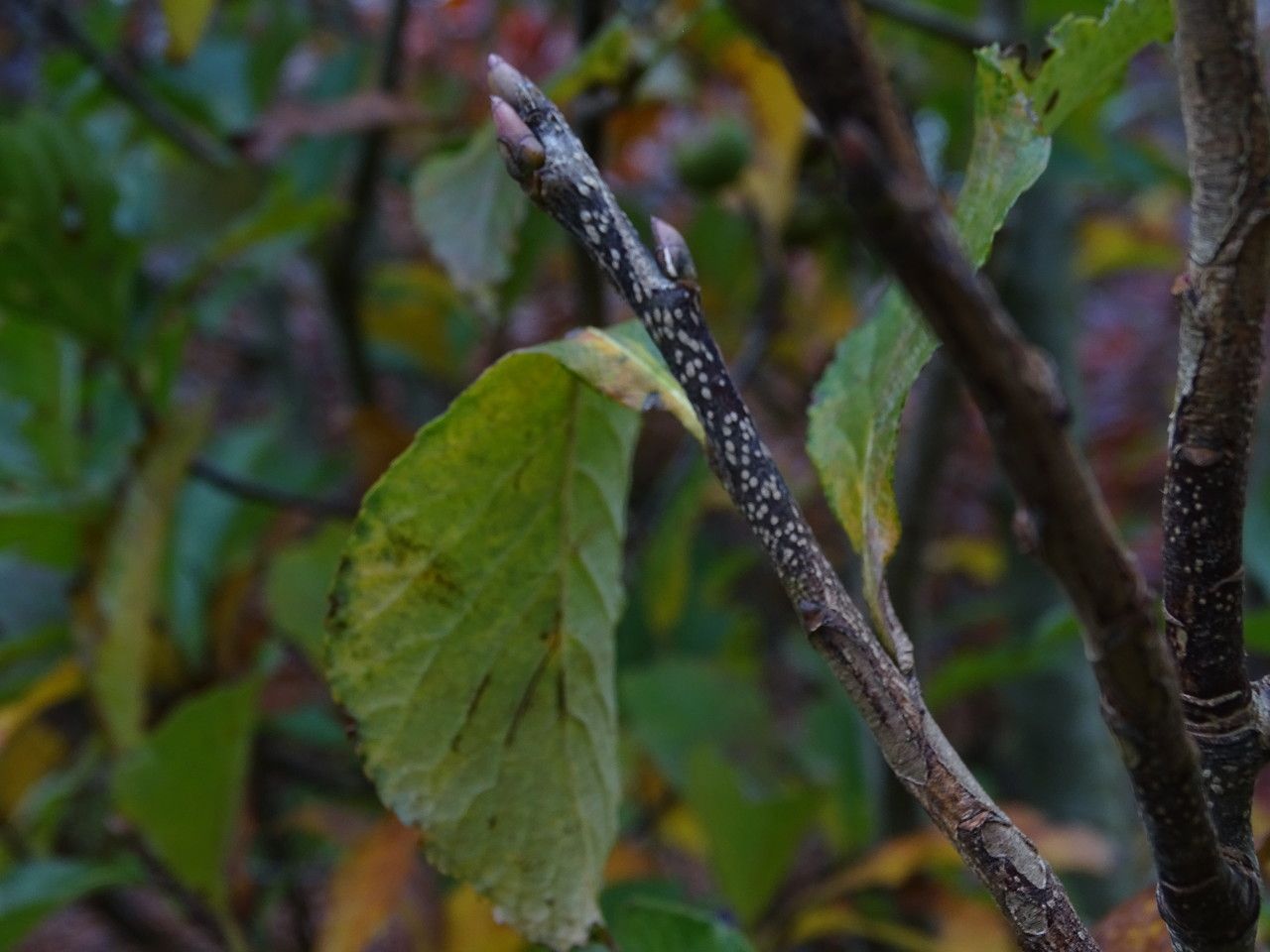 Sorbus keissleri bark