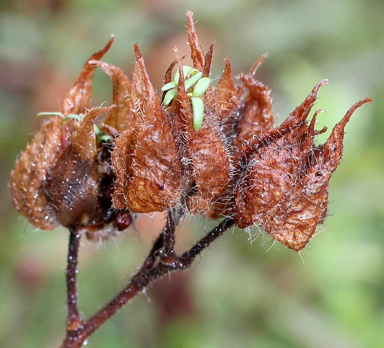 Cistus inflatus fruit