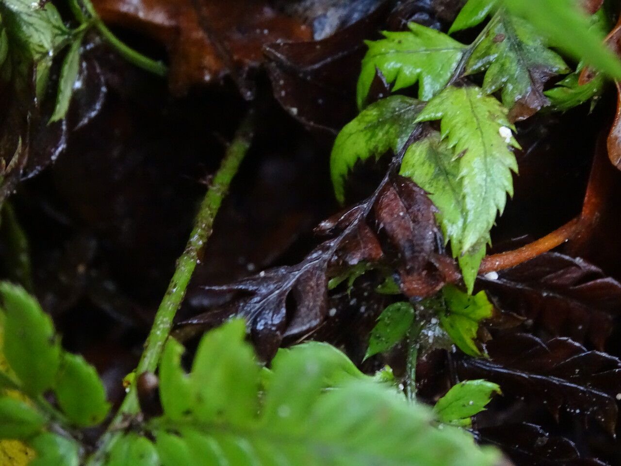 Polystichum rigens bark