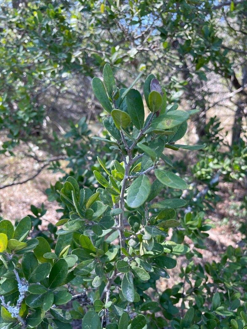 Diospyros texana