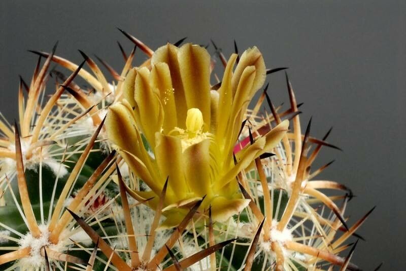 Sclerocactus unguispinus flower