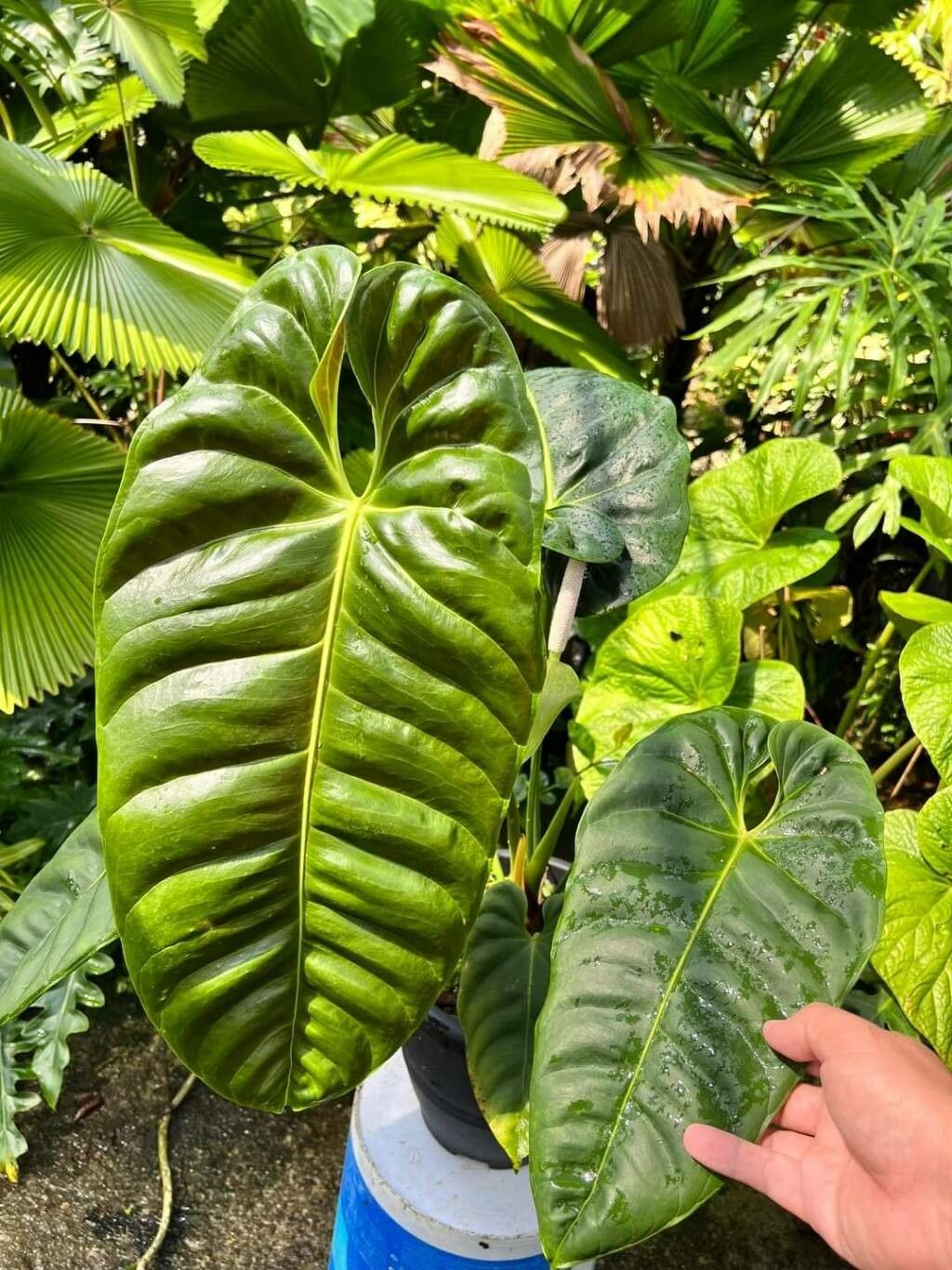 Anthurium esmeraldense leaf