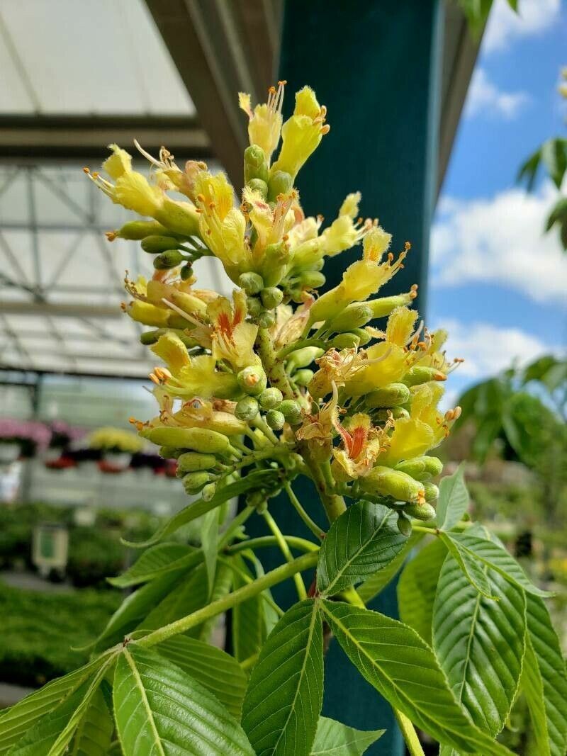 Aesculus × arnoldiana flower