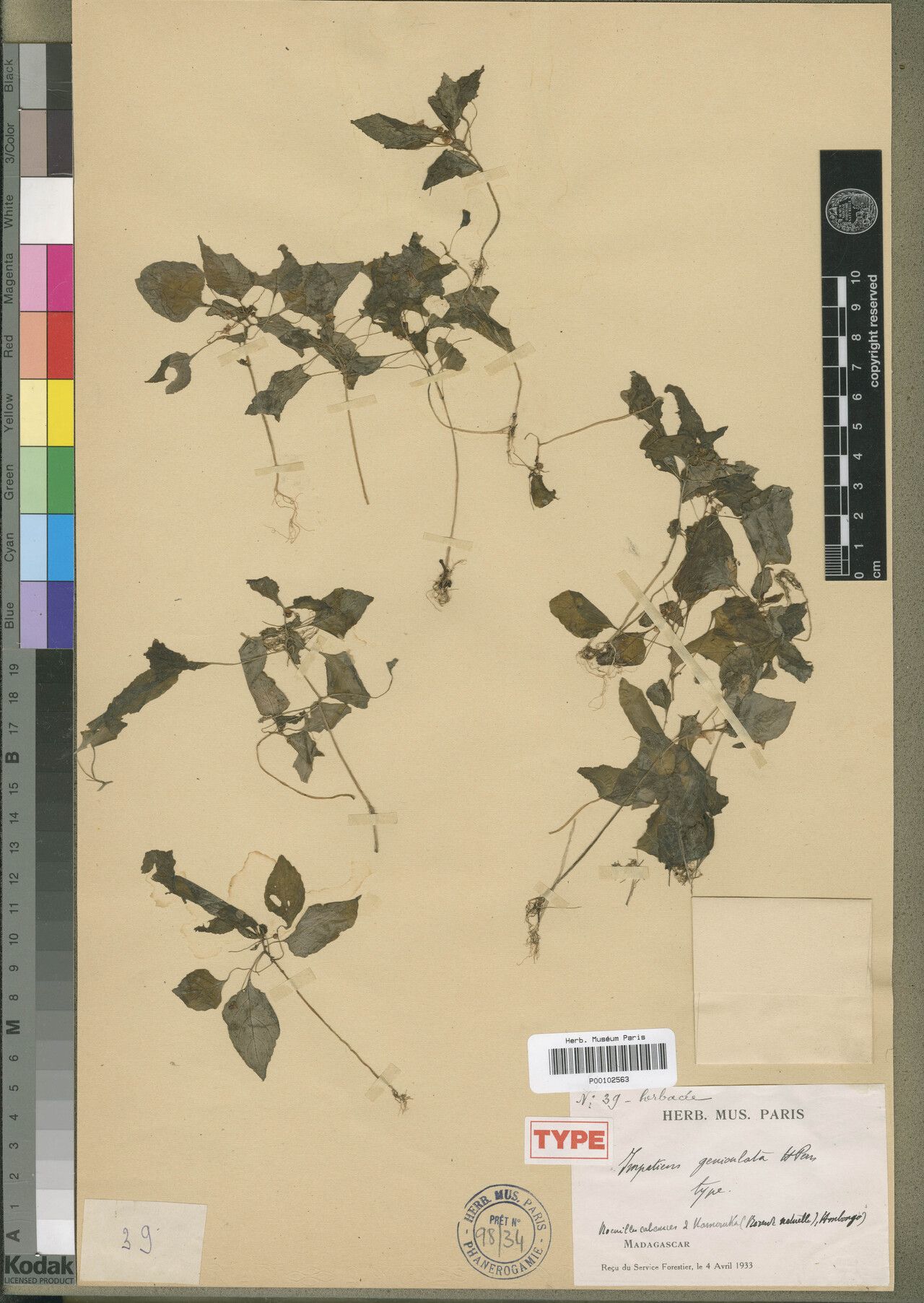 Impatiens geniculata — houseplant care guide