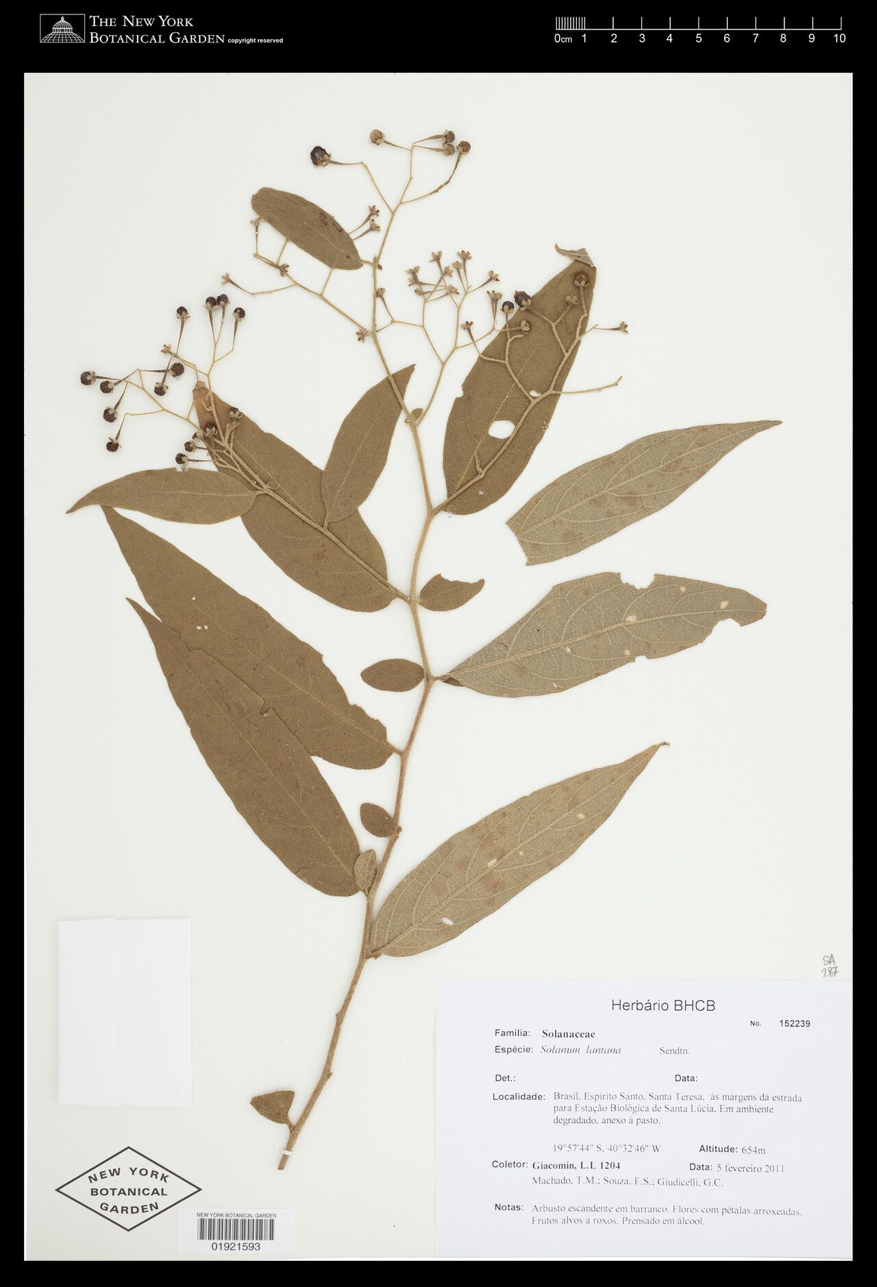 Solanum lantana — houseplant care guide